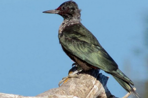 Woodpecker lewis: opis, zdjęcie